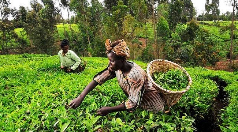 Investir dans l’agriculture pour un avenir florissant : Le Bénin trace sa voie