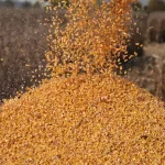 Le ministère de l'agriculture exprime sa préoccupation concernant l'escalade récente des prix du maïs au Bénin