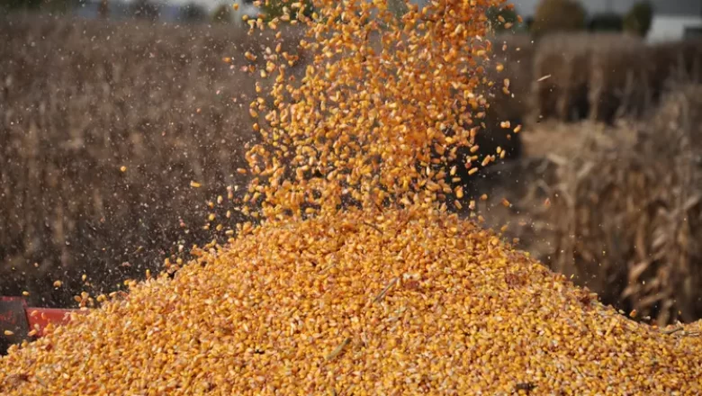 Le ministère de l'agriculture exprime sa préoccupation concernant l'escalade récente des prix du maïs au Bénin