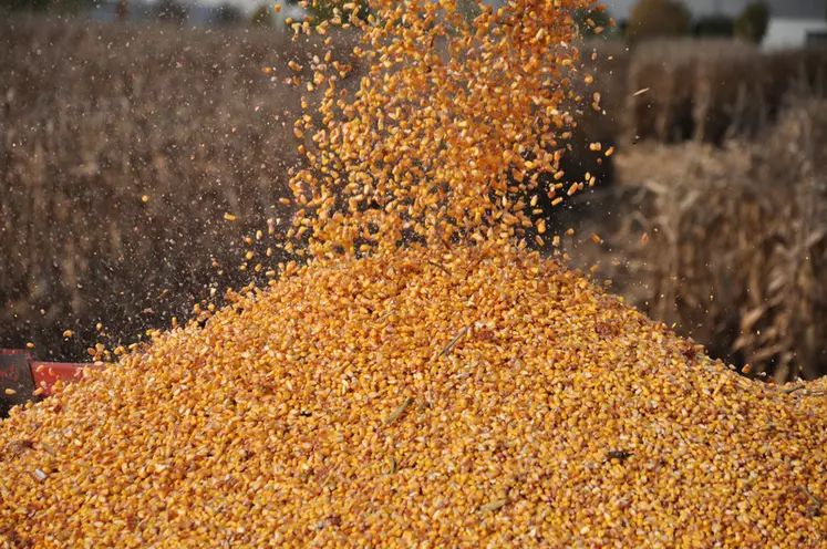 Le ministère de l'agriculture exprime sa préoccupation concernant l'escalade récente des prix du maïs au Bénin