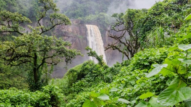 Le Conseil des ministres a tenu une réunion ce mercredi, a approuvé les plans d’aménagement participatif de forêts classées .