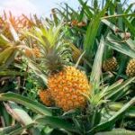 La production d’ananas au Bénin connaît une croissance soutenue, selon les données récemment publiées par la Direction de Statistique