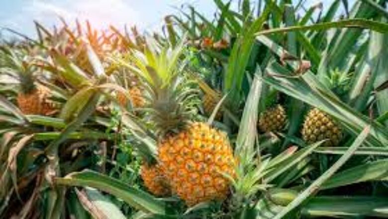 La production d’ananas au Bénin connaît une croissance soutenue, selon les données récemment publiées par la Direction de Statistique