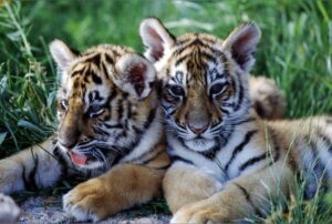 Cette naissance est un événement rare, car les tigres de Sumatra sont la plus menacée de toutes les espèces de tigres.
