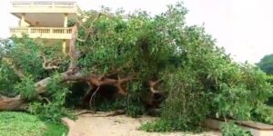 La disparition d'un arbre centenaire à Ouidah, symbole de la traite négrière, susciter l'émotion et une demande d'un mémorial