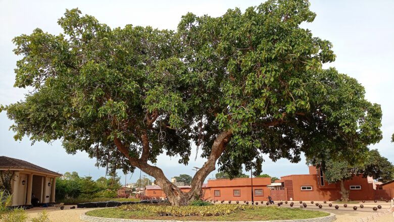 La disparition d'un arbre centenaire à Ouidah, symbole de la traite négrière, susciter l'émotion et une demande d'un mémorial