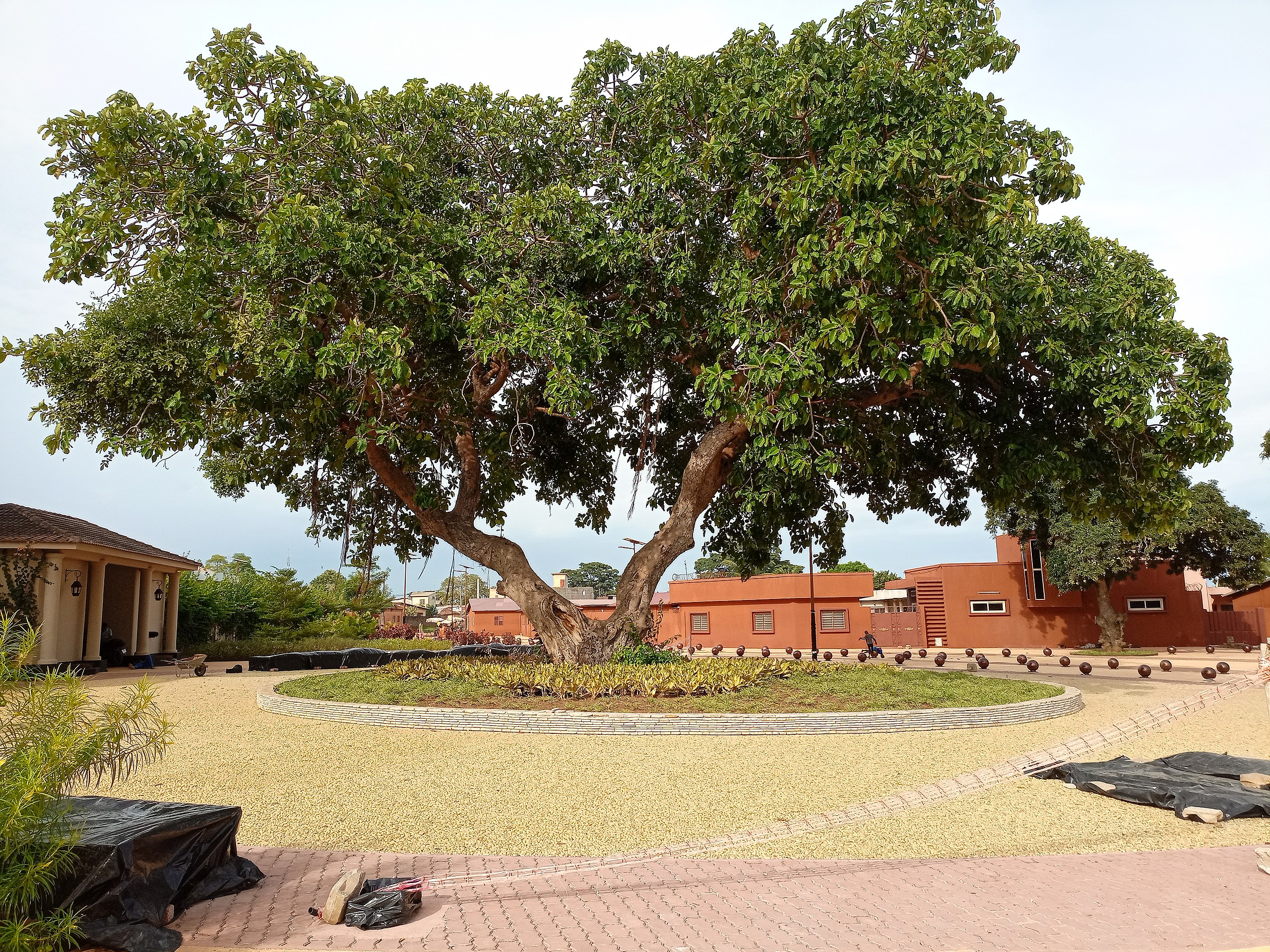 La disparition d'un arbre centenaire à Ouidah, symbole de la traite négrière, susciter l'émotion et une demande d'un mémorial