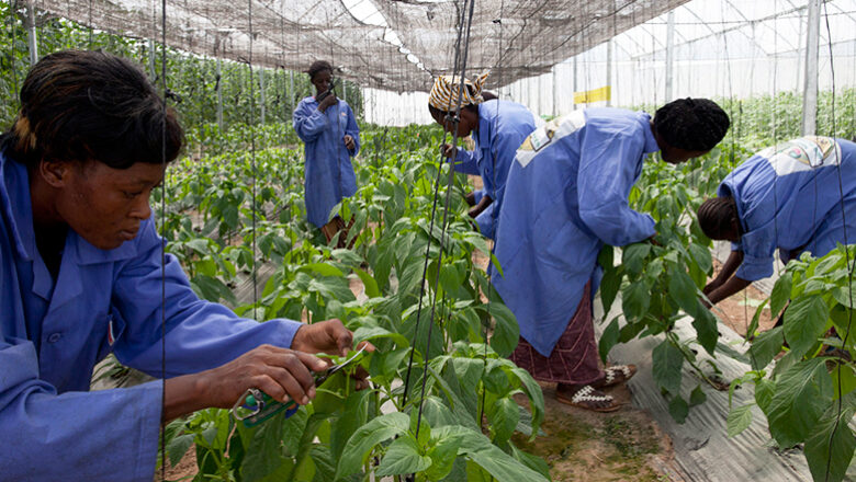 Renforcement du ministère de l'Agriculture au Bénin : 225 agents recrutés pour une agriculture plus performante et durable.