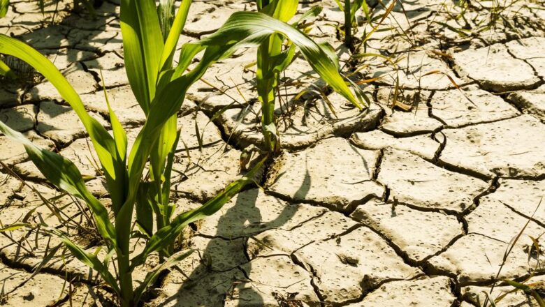 Le Conseil des ministres adopte un programme spécial pour contrer les effets du changement climatique sur l'agriculture