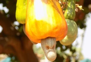 Le Bénin lance une vaste réforme pour transformer ses filières anacarde et soja et créer de la valeur ajoutée localement.