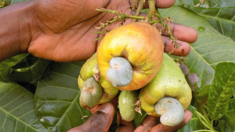 Le Bénin lance une vaste réforme pour transformer ses filières anacarde et soja et créer de la valeur ajoutée localement.