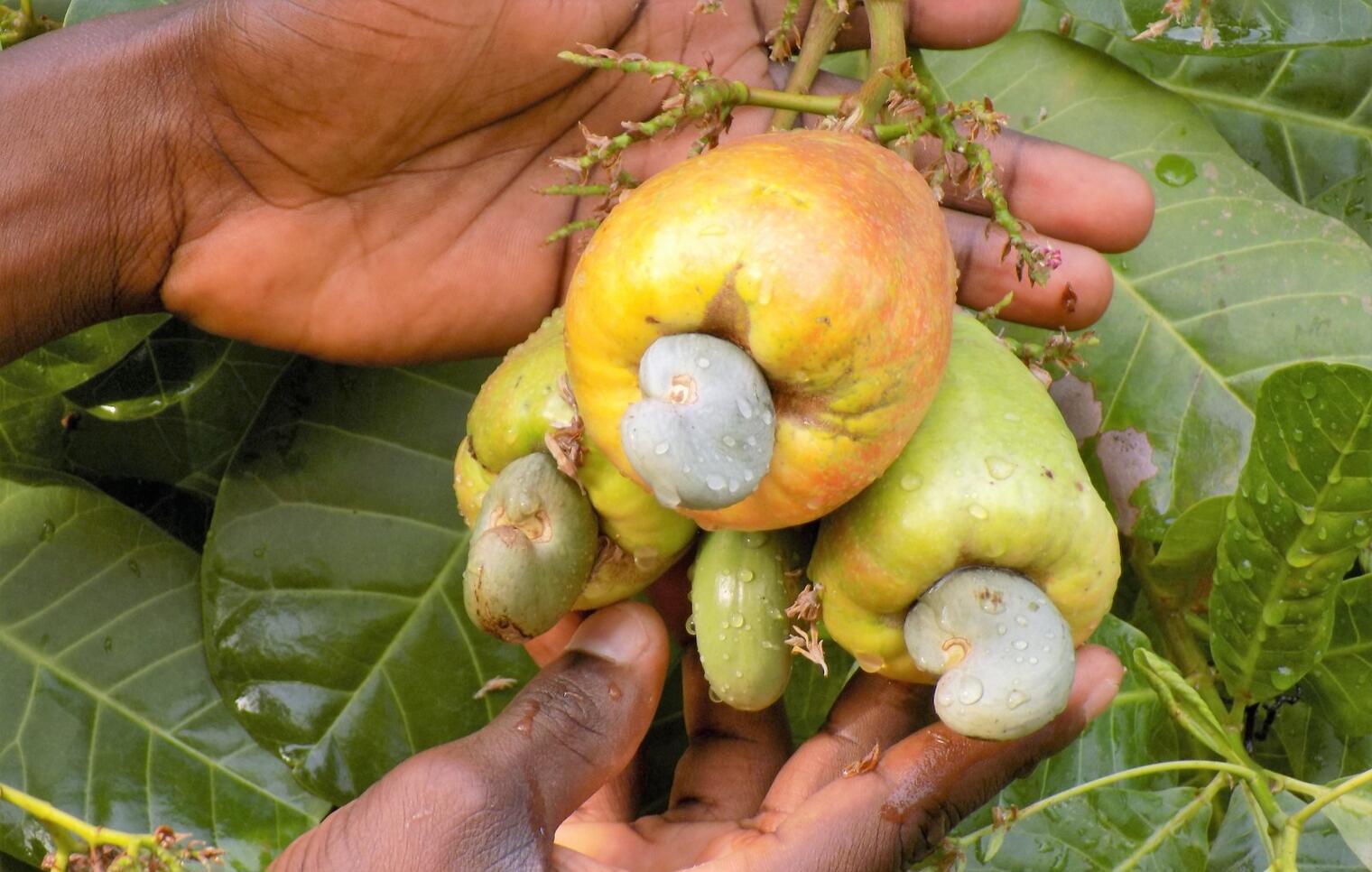 Le Bénin lance une vaste réforme pour transformer ses filières anacarde et soja et créer de la valeur ajoutée localement.