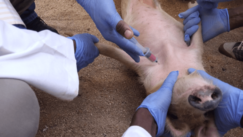 Les vétérinaires béninois se réunissent pour les premières Journées Vétérinaires du Bénin et abordent l'approche "One Health"