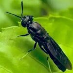 L'Europe et le Royaume-Uni misent sur les insectes comme protéines d'avenir. Cette tendance est-elle une véritable avancée écologique