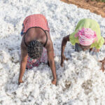Le Bénin ouvre la campagne cotonnière 2025-2026 à N’dali avec des projections record, des prix revalorisés et un soutien public renforcé. Une filière stratégique qui incarne la puissance agricole du pays en Afrique de l’Ouest.