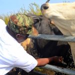 Nord Bénin : L’armée mène une opération vétérinaire gratuite à Guéné. Cette action renforce la confiance avec les éleveurs peulhs, élément clé de la lutte contre le terrorisme en zone frontalière.