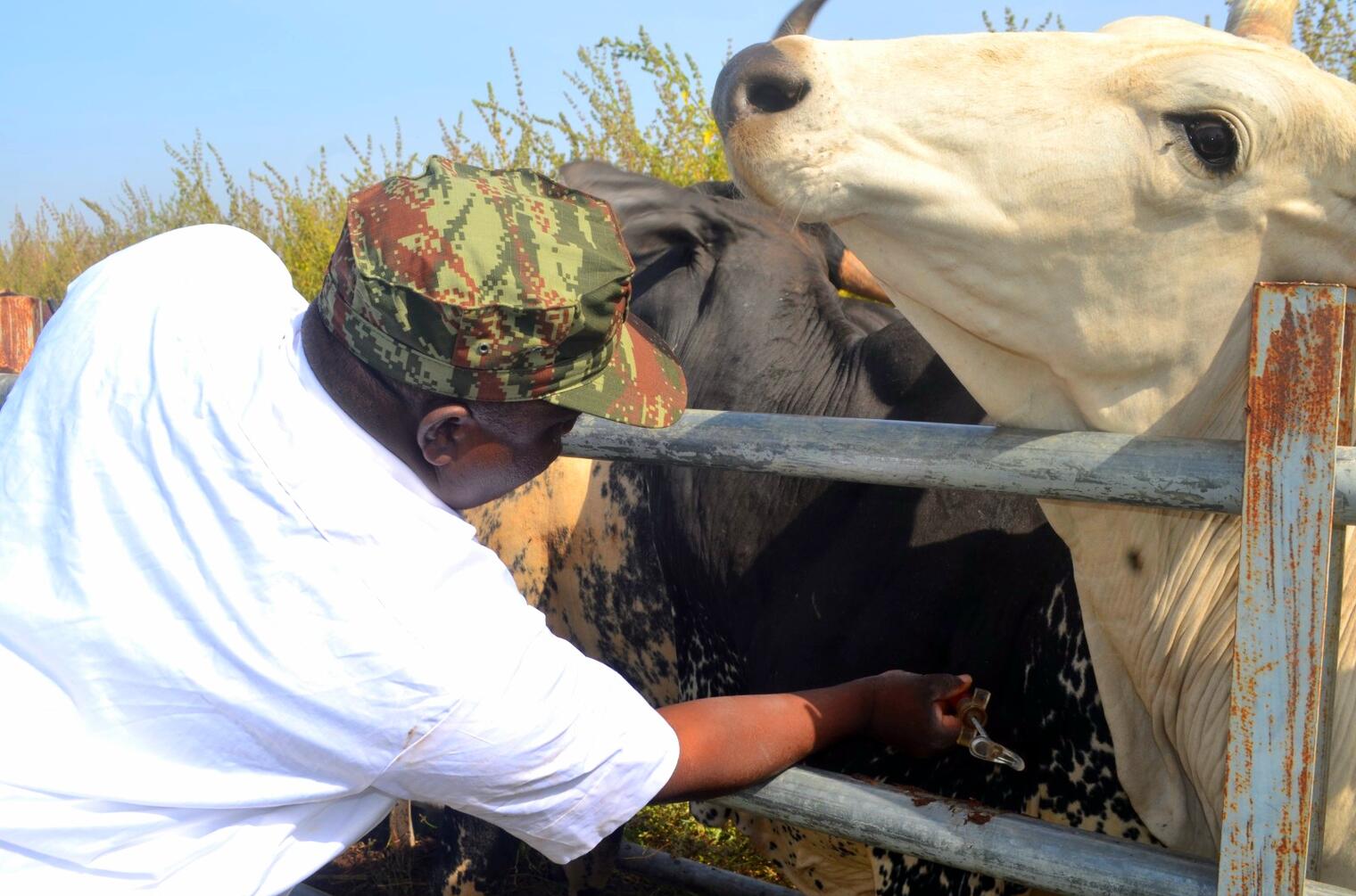 Nord Bénin : L’armée mène une opération vétérinaire gratuite à Guéné. Cette action renforce la confiance avec les éleveurs peulhs, élément clé de la lutte contre le terrorisme en zone frontalière.