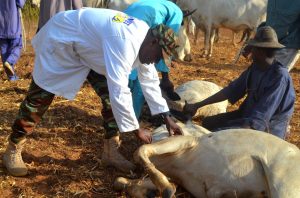 Nord Bénin : L’armée mène une opération vétérinaire gratuite à Guéné. Cette action renforce la confiance avec les éleveurs peulhs, élément clé de la lutte contre le terrorisme en zone frontalière.